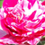 Rózsaszín - fehér - Talajtakaró rózsa - Gaudy™
